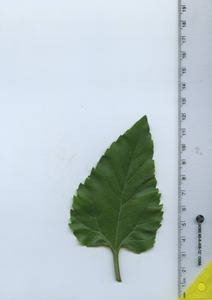 leaftop