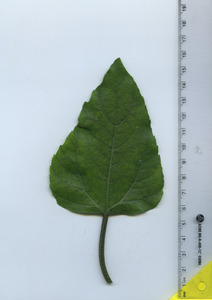 leaftop