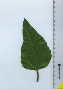 leaftop