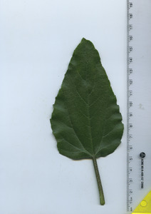 leaftop