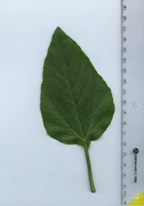 leaftop