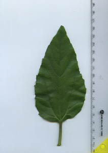 leaftop