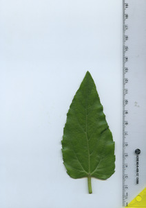 leaftop