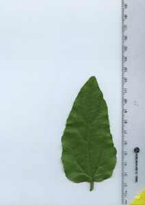 leaftop