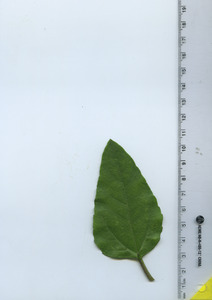 leaftop