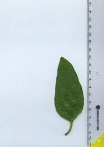 leaftop