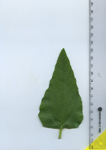 leaftop