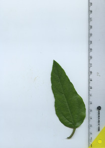 leaftop