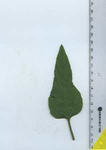 leaftop