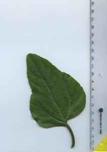 leaftop