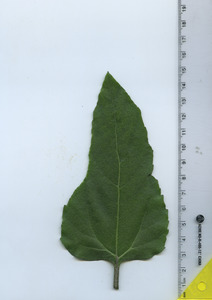 leaftop