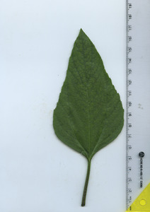 leaftop