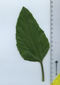 leaftop