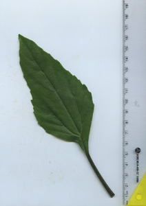 leaftop