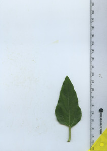 leaftop