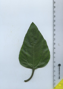 leaftop