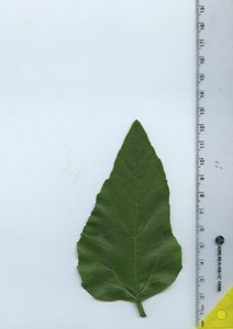 leaftop