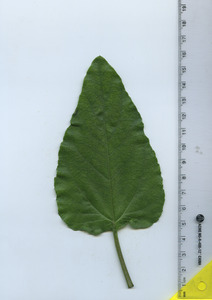 leaftop