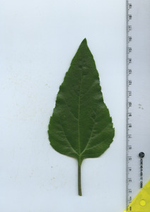 leaftop