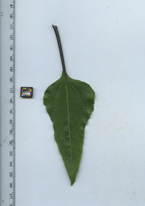 leaftop