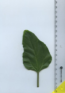 leaftop