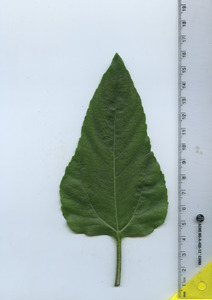 leaftop