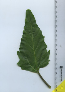 leaftop