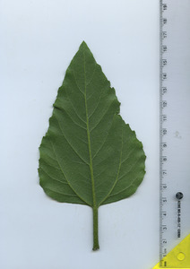 leaftop