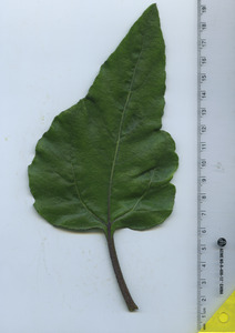 leaftop