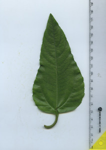 leaftop