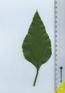 leaftop