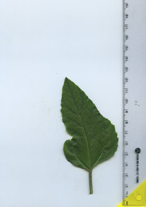 leaftop