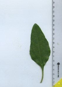 leaftop