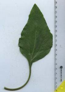 leaftop