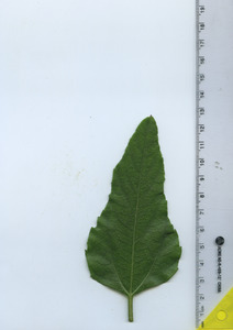 leaftop
