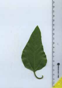 leaftop