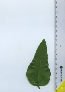 leaftop