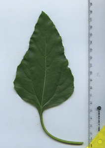 leaftop