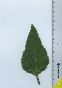 leaftop