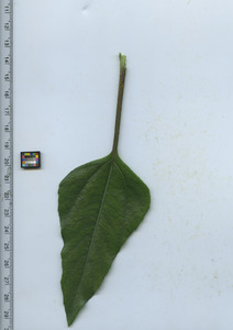 leaftop
