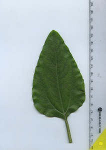 leaftop