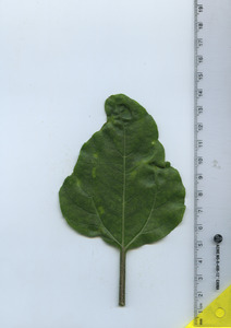 leaftop