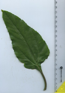 leaftop