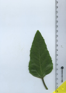 leaftop