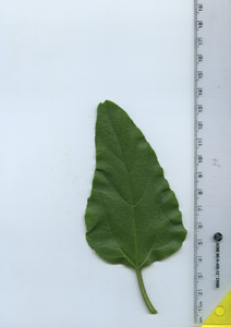 leaftop
