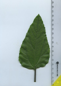 leaftop