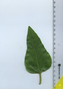 leaftop