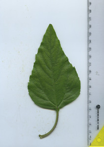 leaftop