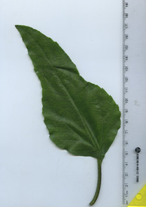 leaftop