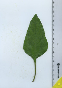 leaftop